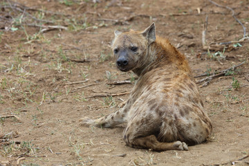 T&uuml;pfelhy&auml;ne / Spotted hyaena / Crocuta crocuta