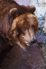 Look half-turned - a big face. Huge powerful brown bear close-up, strong beast on a stone background,