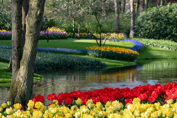 Fototapeta na wymiar Brightly colored tulips tulips by the lake at Keukenhof Gardens, South Holland, Netherlands. Keukenhof is known as the Garden of Europe.