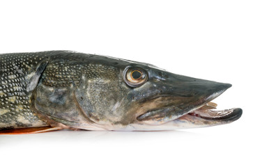 Northern pike in studio