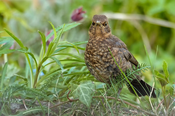 Juvenile Amsel