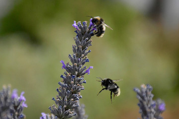 2 abeilles et lavande