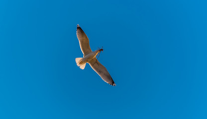 Seagull Flying with Wings Spread in a Clear Blue Sky