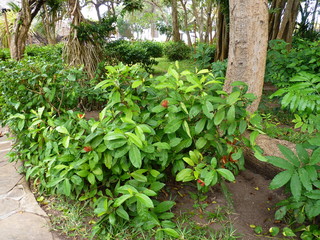 Mombasa, Kenia, Africa