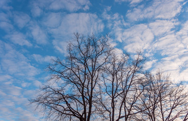 Fototapeta na wymiar Large Bare Tree Branches against a Partly Cloudy Blue Spring Sky