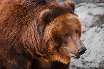 Huge powerful brown bear close-up, strong beast on a stone background,