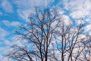 Large Bare Tree Branches against a Partly Cloudy Blue Spring Sky