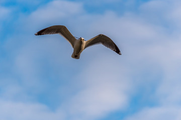 Seagull Flying with Wings Spread in a Partly Cloudy Sky with a Stick in its Beak
