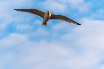Seagull Flying with Wings Spread in a Partly Cloudy Sky with a Stick in its Beak