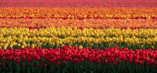 Fototapeta na wymiar Colourful tulips growing in rows in a flower field near Lisse, South Holland, Netherlands. The colours give a striped effect.