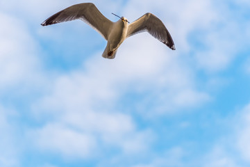 Seagull Flying with Wings Spread in a Partly Cloudy Sky with a Stick in its Beak