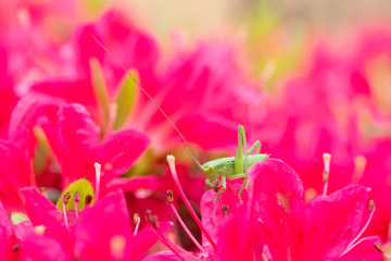 つつじの蜜を吸うバッタ