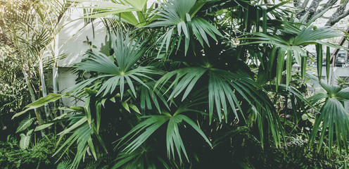 Green leaves plant pattern for background, fresh spring beautiful nature as vivid color  leaf  and wallpaper .Environment