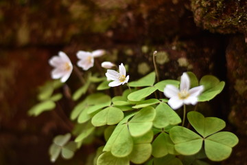 Blühender Waldsauerklee (Oxalis acetosella)