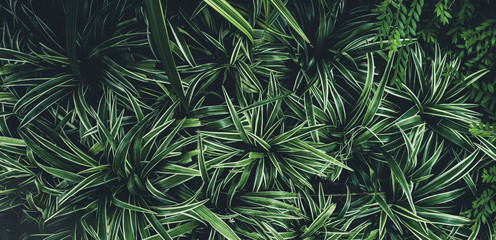 Naklejka na ściany i meble Green leaves plant pattern for background, fresh spring beautiful nature as vivid color leaf and wallpaper .Environment