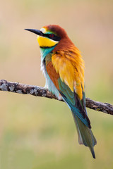 Portrait of a colorful bird