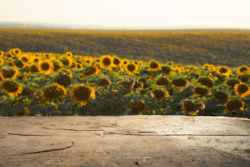 Obraz premium agriculture background with wooden planks. oil