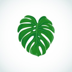 Vector cartoon illustration of Monstera leaf. Tropical plant icon isolated on white background for web, print, decoration, sale, party, summer poster.