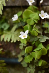 Blühender Waldsauerklee (Oxalis acetosella)