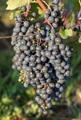 Close up of red merlot grapes in vineyard. St Emilion, Gironde, Aquitaine. France