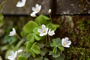 Blühender Waldsauerklee (Oxalis acetosella)