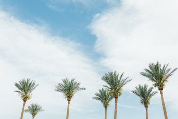 Fototapeta premium Palm trees on the beautiful sunset background