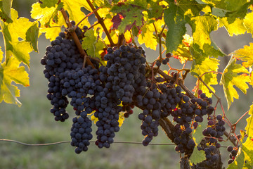 Ripe Merlot grapes lit by warm late sunshine in Montagne vineyard near Saint Emilion, Gironde,...