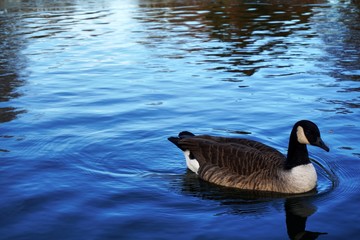 Obraz premium duck on water