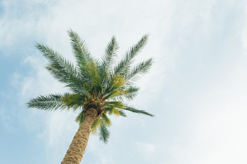 Coconut palm trees, beautiful tropical background