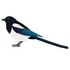 Birds collection Magpie Vector illustration Isolated object