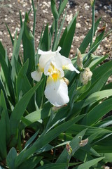 One white flower of German iris in May