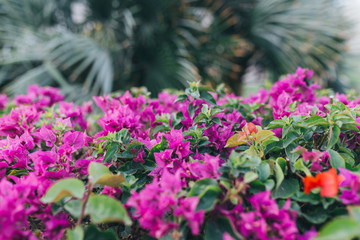 Obraz premium Natural seasonal landscape of flowers using as background or wallpaper