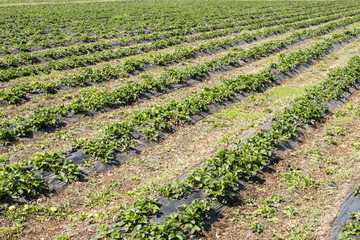 Strawberries grow on the field in rows. Strawberry field on a sunny day.