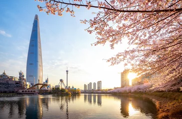 Peel and stick wall murals Seoel Morning sunrise in cherry blossom park