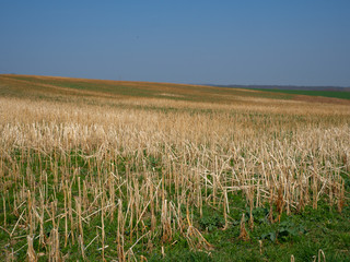Agriculture field in spring