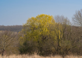 Willow tree in forest