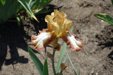 Yellow and brown flower of bearded iris