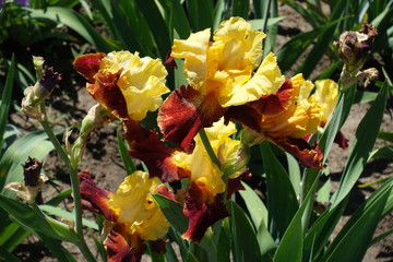 Bunch of bright red and yellow flowers of bearded iris