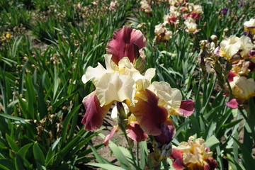 Bearded iris with pale yellow and red flower