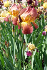 Yellow and red flower of bearded iris