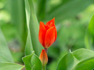 Red garden tulip in spring