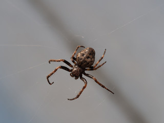Garden spider in its web