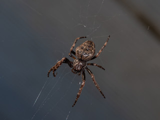 Garden spider in its web