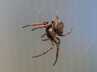 Garden spider in its web