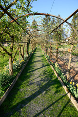 Obraz premium Spalierbäume im Klostergarten, Wesemlin, Luzern, Schweiz