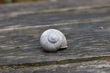 Leeres Gehäuse einer Weinbergschnecke