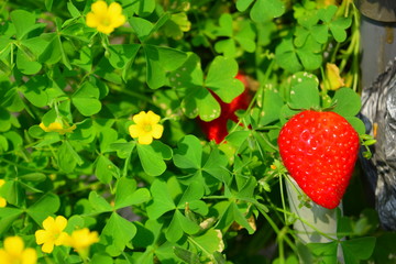 いちご　イチゴ　苺