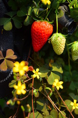 いちご　イチゴ　苺