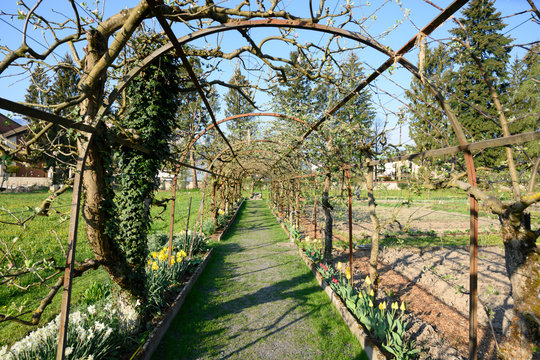 Spalierb&auml;ume im Klostergarten, Wesemlin, Luzern, Schweiz