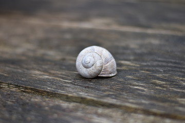 Leeres Gehäuse einer Weinbergschnecke
